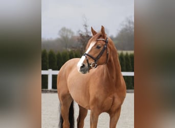 Holstein, Gelding, 12 years, 16.1 hh, Chestnut-Red