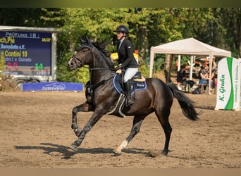 Holstein, Gelding, 12 years, 16.2 hh, Bay-Dark