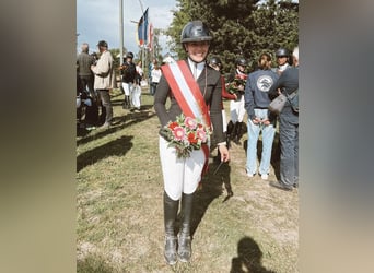 Holstein, Gelding, 12 years, 16.2 hh, Bay-Dark