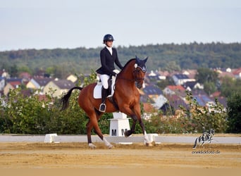 Holstein, Gelding, 12 years, 16.3 hh, Brown