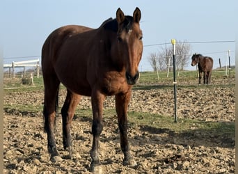 Holstein, Gelding, 12 years, 16.3 hh, Brown