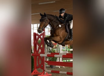 Holstein, Gelding, 12 years, 16,3 hh, Brown-Light