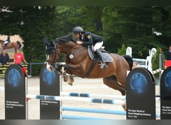 Holsteiner, Wallach, 12 Jahre, 16,3 hh, Hellbrauner