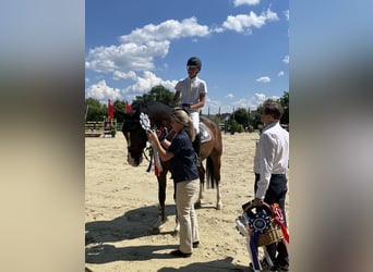 Holsteiner, Wallach, 12 Jahre, 16,3 hh, Hellbrauner