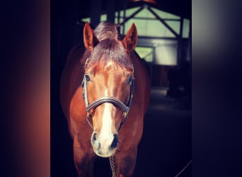 Holstein, Gelding, 12 years, 16,1 hh, Chestnut