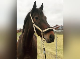 Holstein, Gelding, 12 years, 17 hh, Bay-Dark