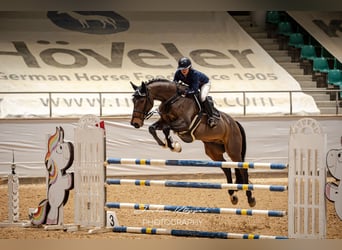 Holstein, Gelding, 12 years, 17 hh, Bay-Dark