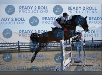 Holstein, Gelding, 12 years, 17 hh, Bay