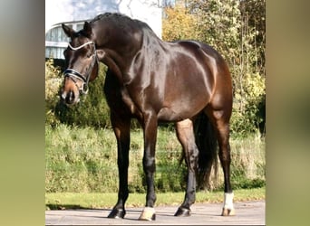Holstein, Gelding, 12 years, 17 hh, Smoky-Black