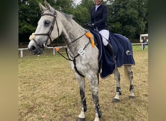 Holstein, Gelding, 12 years, 17,2 hh, Gray-Dapple