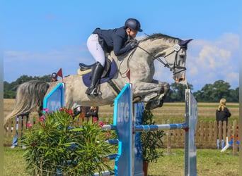 Holstein, Gelding, 12 years, 18.1 hh, Grey