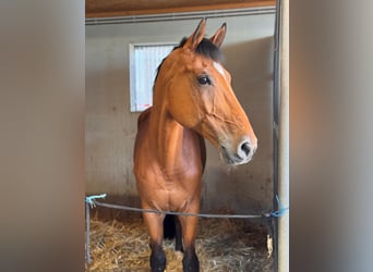 Holstein, Gelding, 12 years, Brown