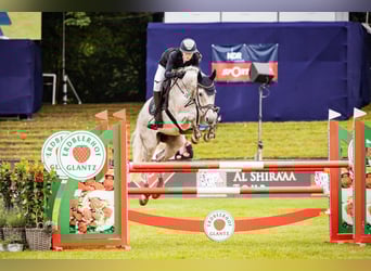 Holstein, Gelding, 12 years, Gray-Fleabitten