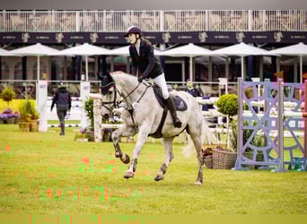 Holstein, Gelding, 12 years, Gray-Fleabitten