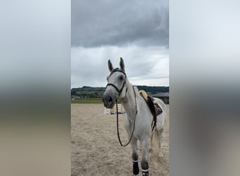 Holstein, Gelding, 12 years, Grey