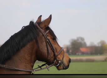 Holstein, Gelding, 13 years, 16,1 hh, Brown