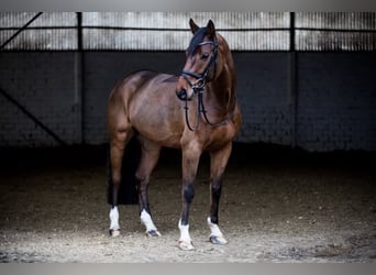 Holstein, Gelding, 13 years, 16.1 hh, Brown