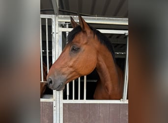 Holstein, Gelding, 13 years, 16.1 hh, Brown