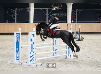 Holstein, Gelding, 13 years, 16 hh, Bay-Dark