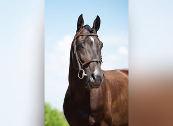 Holstein, Gelding, 13 years, 16 hh, Black