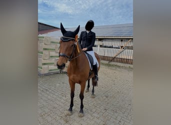 Holstein, Gelding, 13 years, 16 hh, Brown