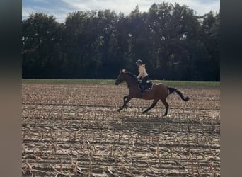 Holstein, Gelding, 13 years, 16 hh, Brown