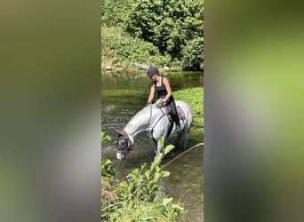 Holstein, Gelding, 13 years, 16 hh, Grey
