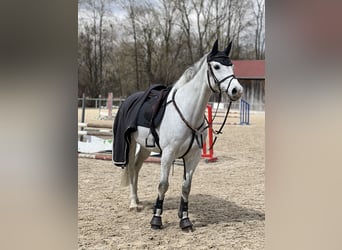 Holstein, Gelding, 13 years, 16 hh, Grey