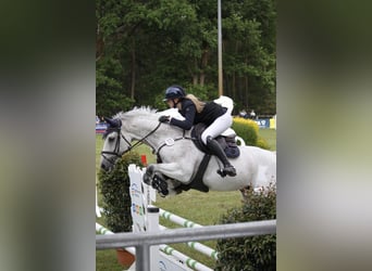 Holstein, Gelding, 13 years, 16 hh, Grey