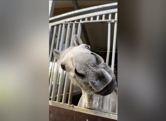 Holstein, Gelding, 13 years, 16 hh, Grey