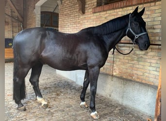 Holstein, Gelding, 13 years, 16,1 hh, Bay-Dark