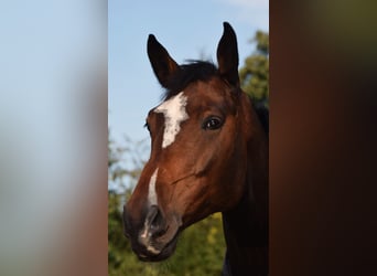 Holstein, Gelding, 13 years, 16,1 hh, Brown