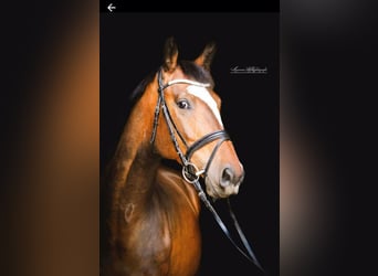 Holstein, Gelding, 13 years, 16,1 hh, Brown