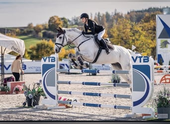 Holstein, Gelding, 13 years, 16,2 hh, Grey