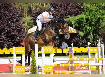 Holstein, Gelding, 13 years, 17.2 hh, Bay-Dark Holstein, Gelding, 13 years, 17.2 hh, Bay-Dark