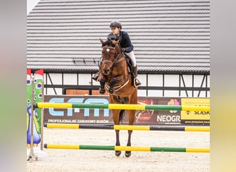 Holstein, Gelding, 13 years, 17 hh, Bay