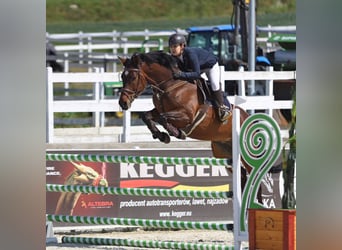 Holstein, Gelding, 13 years, 17 hh, Bay