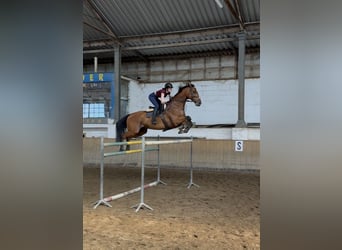 Holstein, Gelding, 13 years, 17 hh, Bay