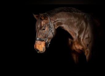 Holstein, Gelding, 13 years, 17 hh, Brown