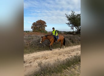 Holstein, Gelding, 13 years, 17 hh, Brown