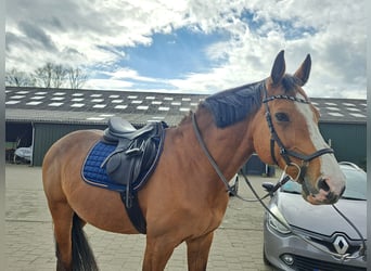 Holstein, Gelding, 13 years, 17 hh, Brown
