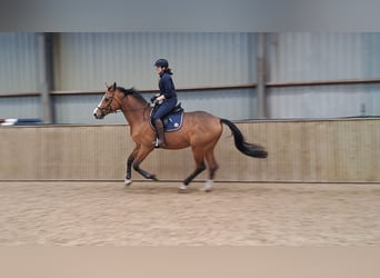 Holstein, Gelding, 13 years, 17 hh, Brown