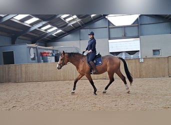 Holstein, Gelding, 13 years, 17 hh, Brown