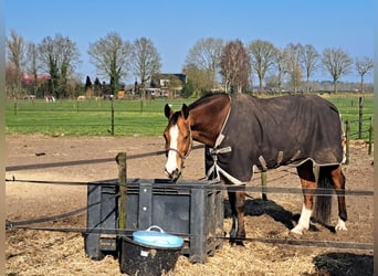 Holstein, Gelding, 13 years, 17 hh, Brown