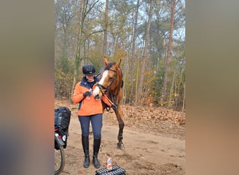 Holstein, Gelding, 13 years, 17 hh, Brown