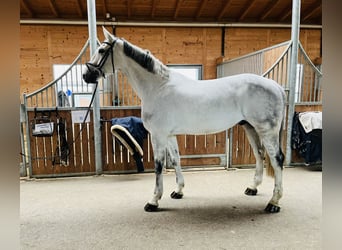 Holstein, Gelding, 13 years, 17 hh, Gray