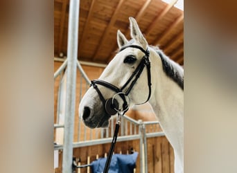 Holstein, Gelding, 13 years, 17 hh, Gray