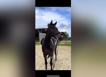 Holstein, Gelding, 13 years, 17 hh, Smoky-Black