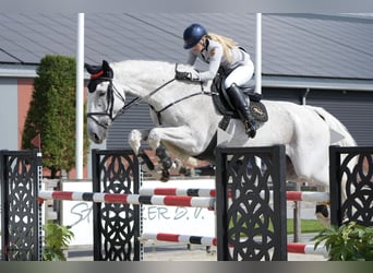 Holstein, Gelding, 13 years, 17,2 hh, Grey
