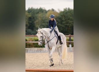 Holstein, Gelding, 13 years, 17,2 hh, Grey